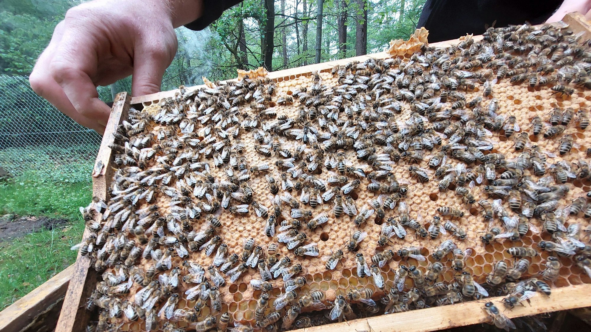 Eine Hand hält eine Bienenwabe; dicht an dicht wuseln darauf Bienen herum.