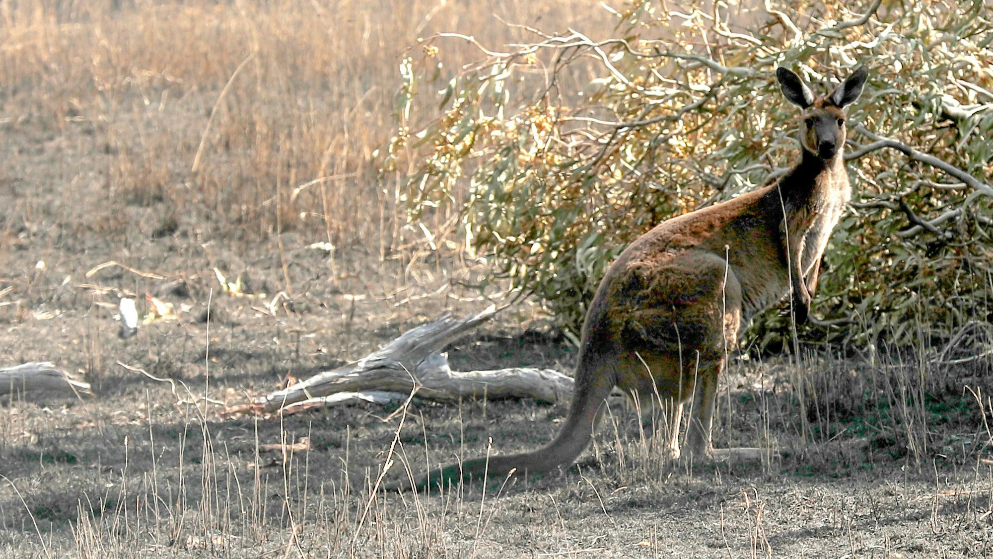 Um ihre mitgebrachten Kängurus zu füttern, säten Soldaten in Ägypten sogar Gras