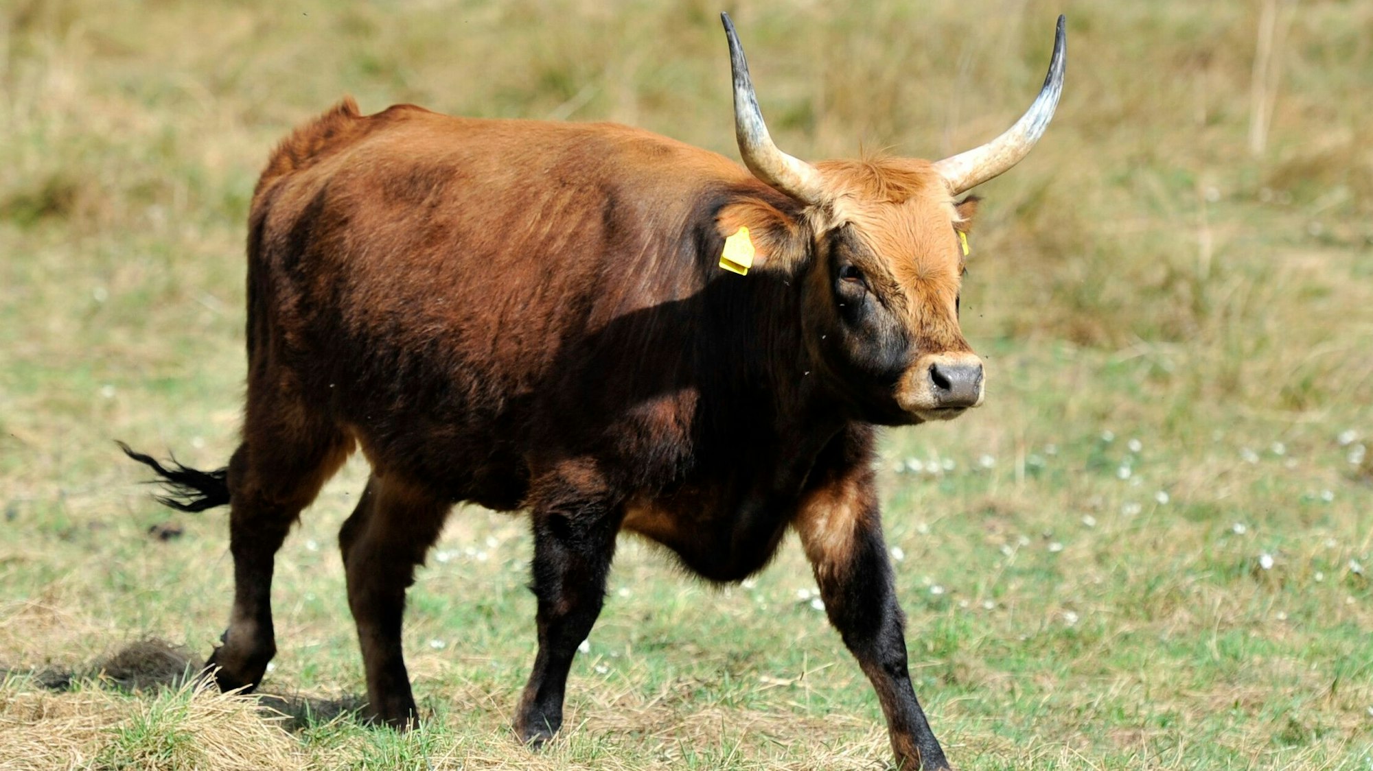 Ein Heckrind steht auf einer Waldlichtung.