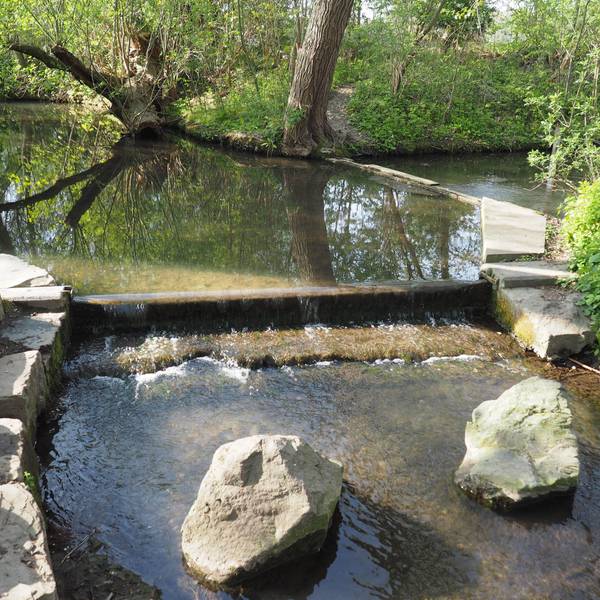 Das Bild zeigt die Laache. Am Rand des Wassers einige Steine und viel Grün.