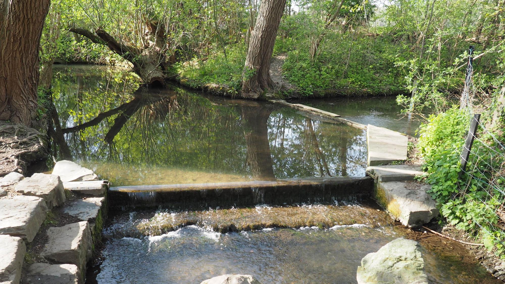 Das Bild zeigt die Laache. Am Rand des Wassers einige Steine und viel Grün.