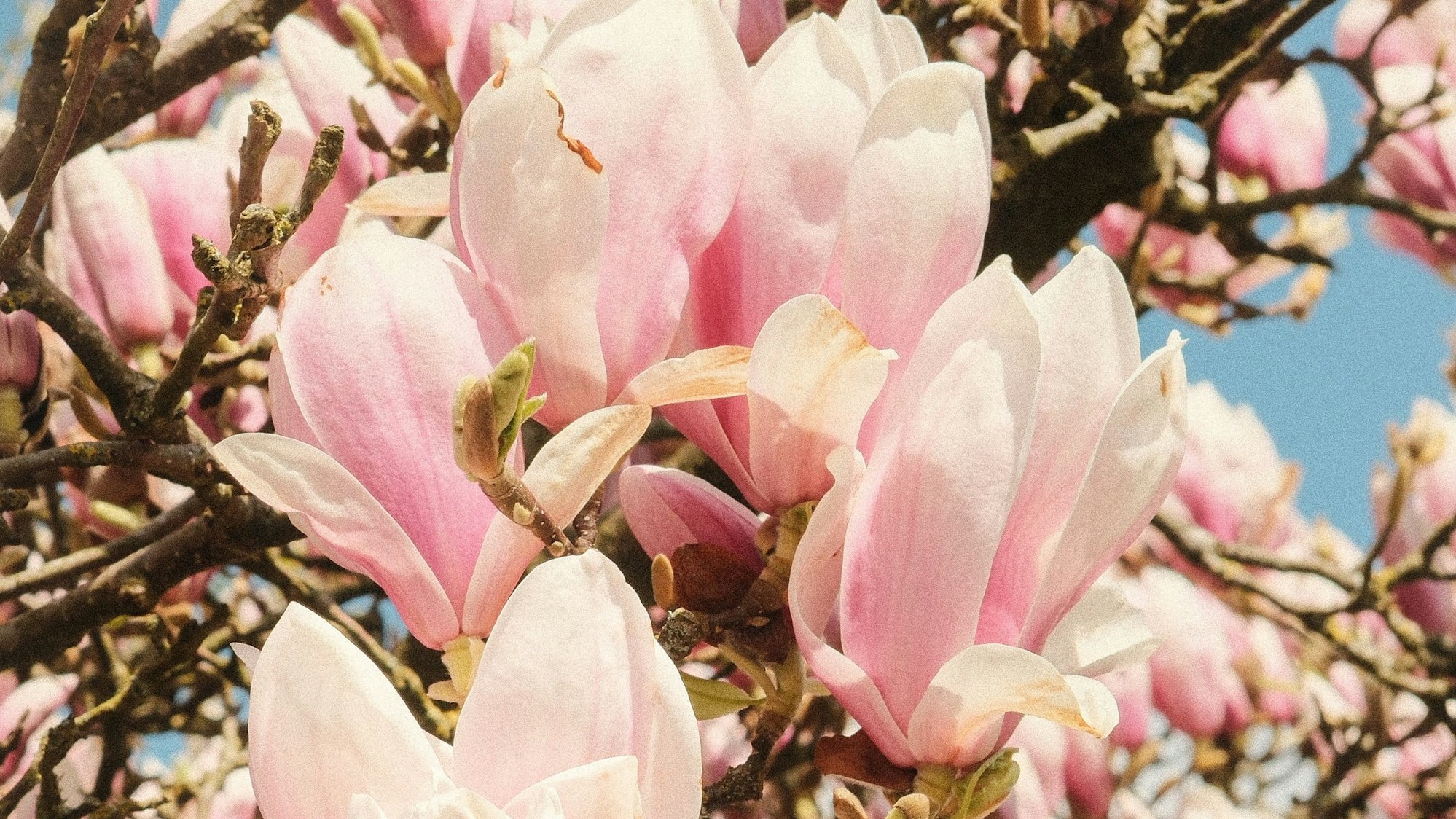 Ein blühender Magnolienbaum.