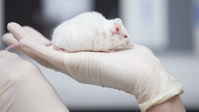 Eine weiße Maus sitzt auf einer Hand.