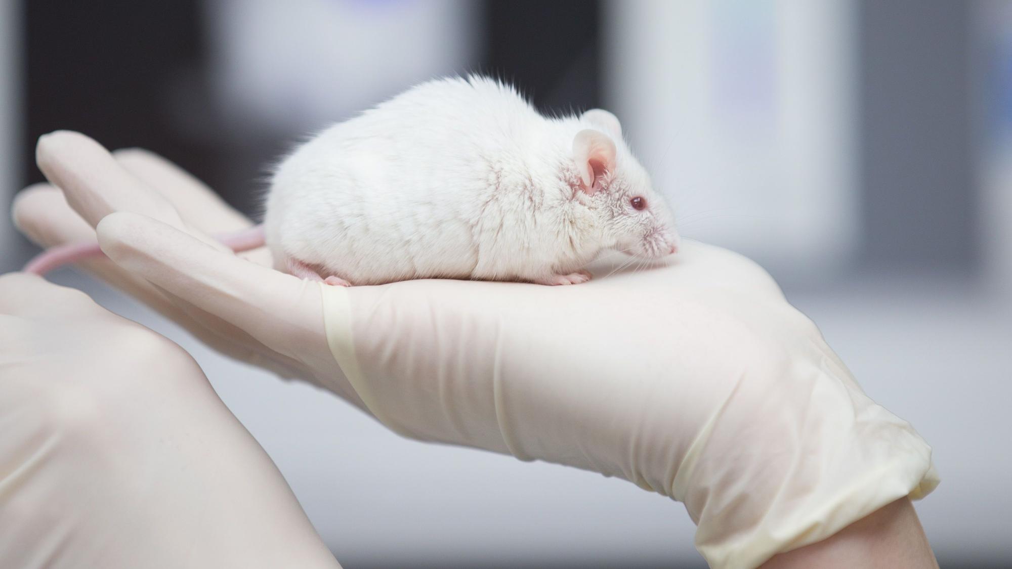 Eine weiße Maus sitzt auf einer Hand.