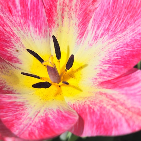 Nahaufnahme einer rosa und gelben Blüte.