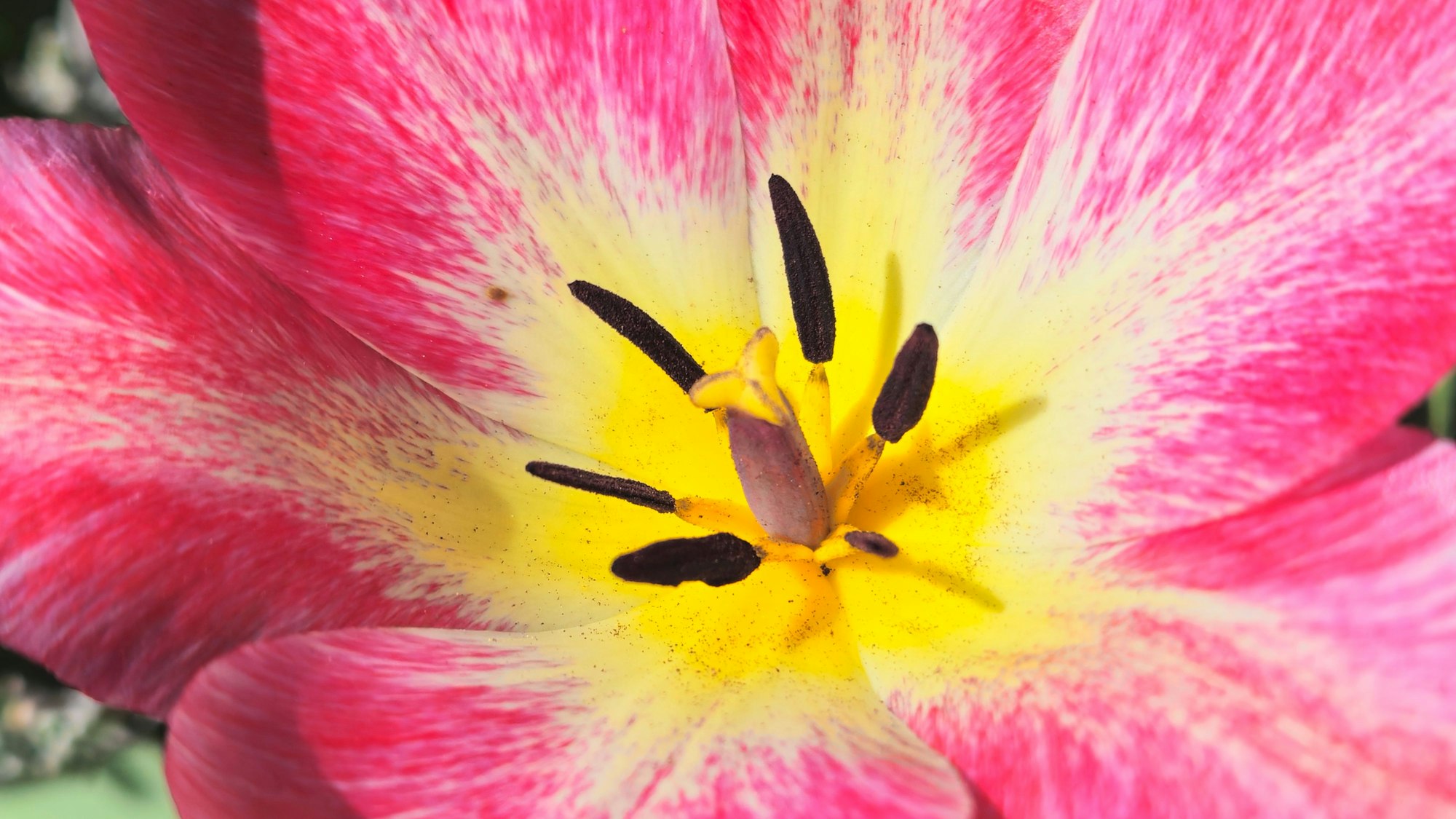Nahaufnahme einer rosa und gelben Blüte.