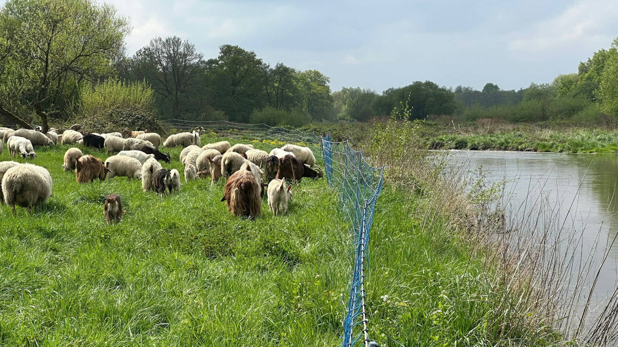Friedlich grasen die Schafe am Ufer der Agger auf Lohmarer Seite.