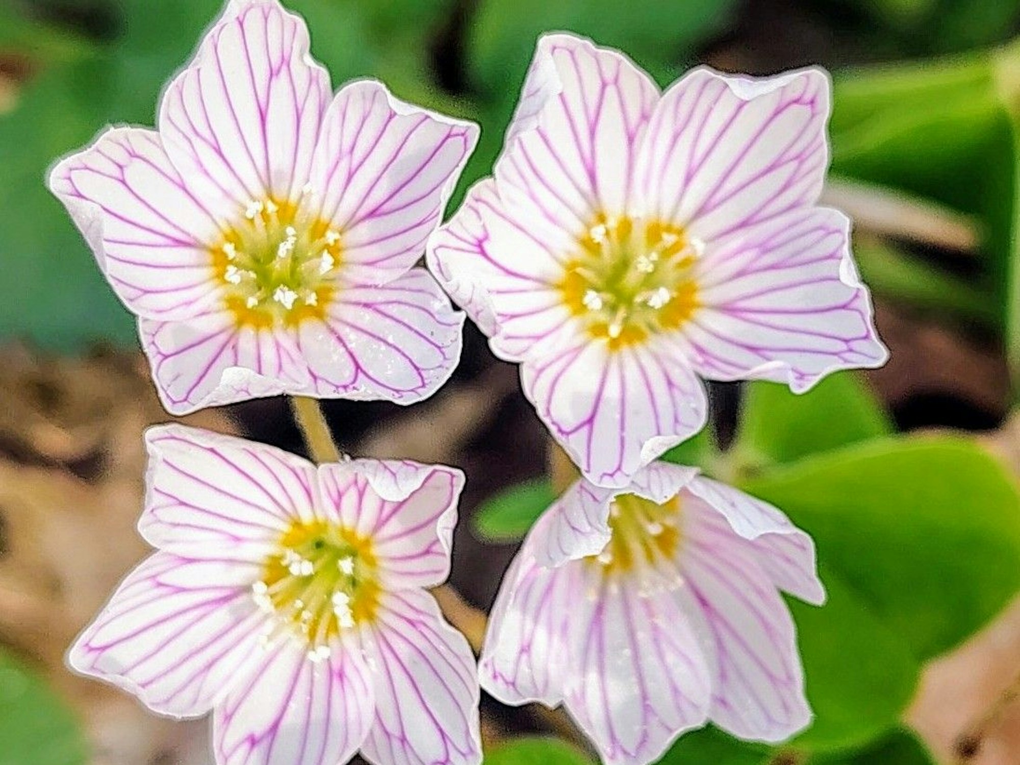 Nahaufnahme von vier Blüten.