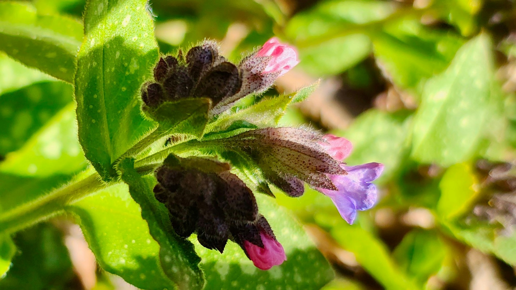 Ein Lungenkraut blüht in einem Garten.