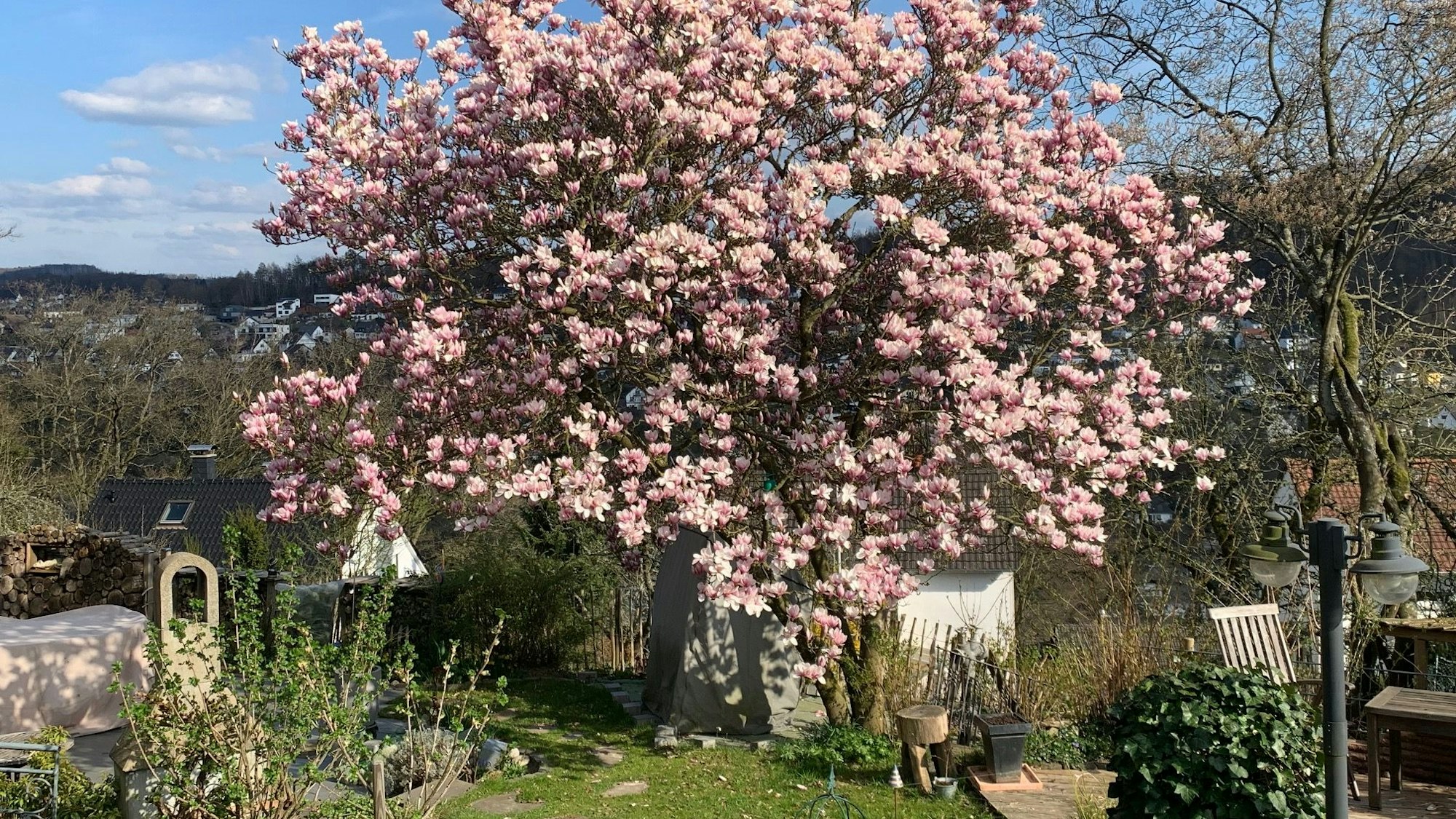 Ein Magnolienbaum blüht in einem Garten.