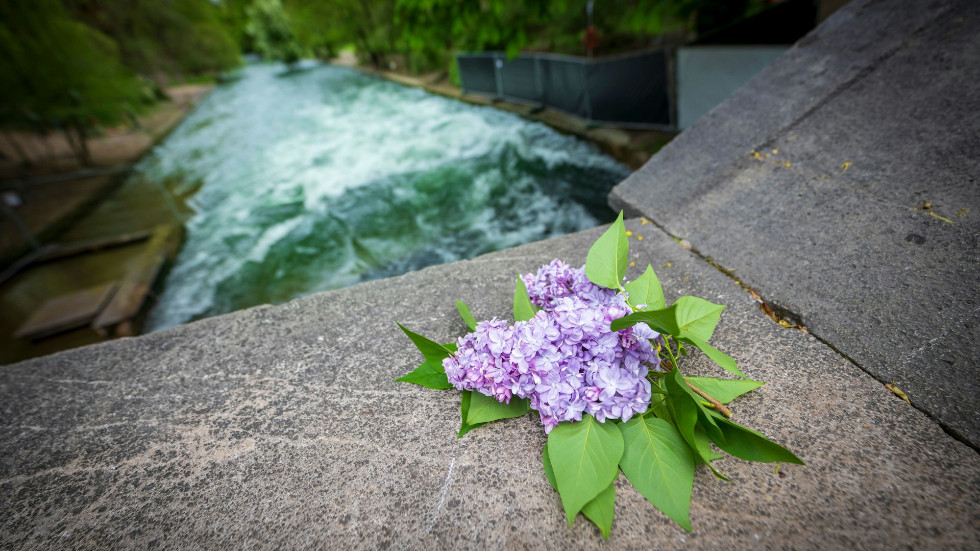24.04.2025, Bayern, München: Ein Fliederstrauch liegt oberhalb der künstlichen Welle am Eisbach auf einem Brückengeländer. Eine Surferin, die vor einer Woche auf der Eisbachwelle im Englischen Garten stürzte, ist nun im Krankenhaus verstorben. Foto: Peter Kneffel/dpa +++ dpa-Bildfunk +++