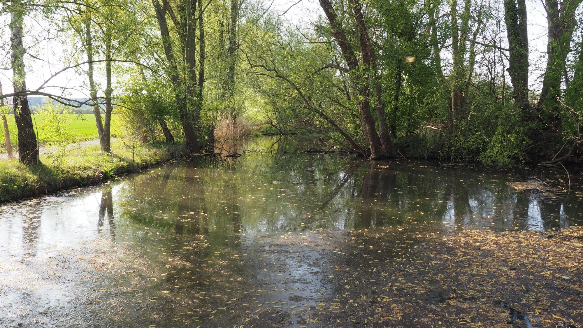 Ein Gewässer, im Hintergrund und am Ufer links stehen Bäume.