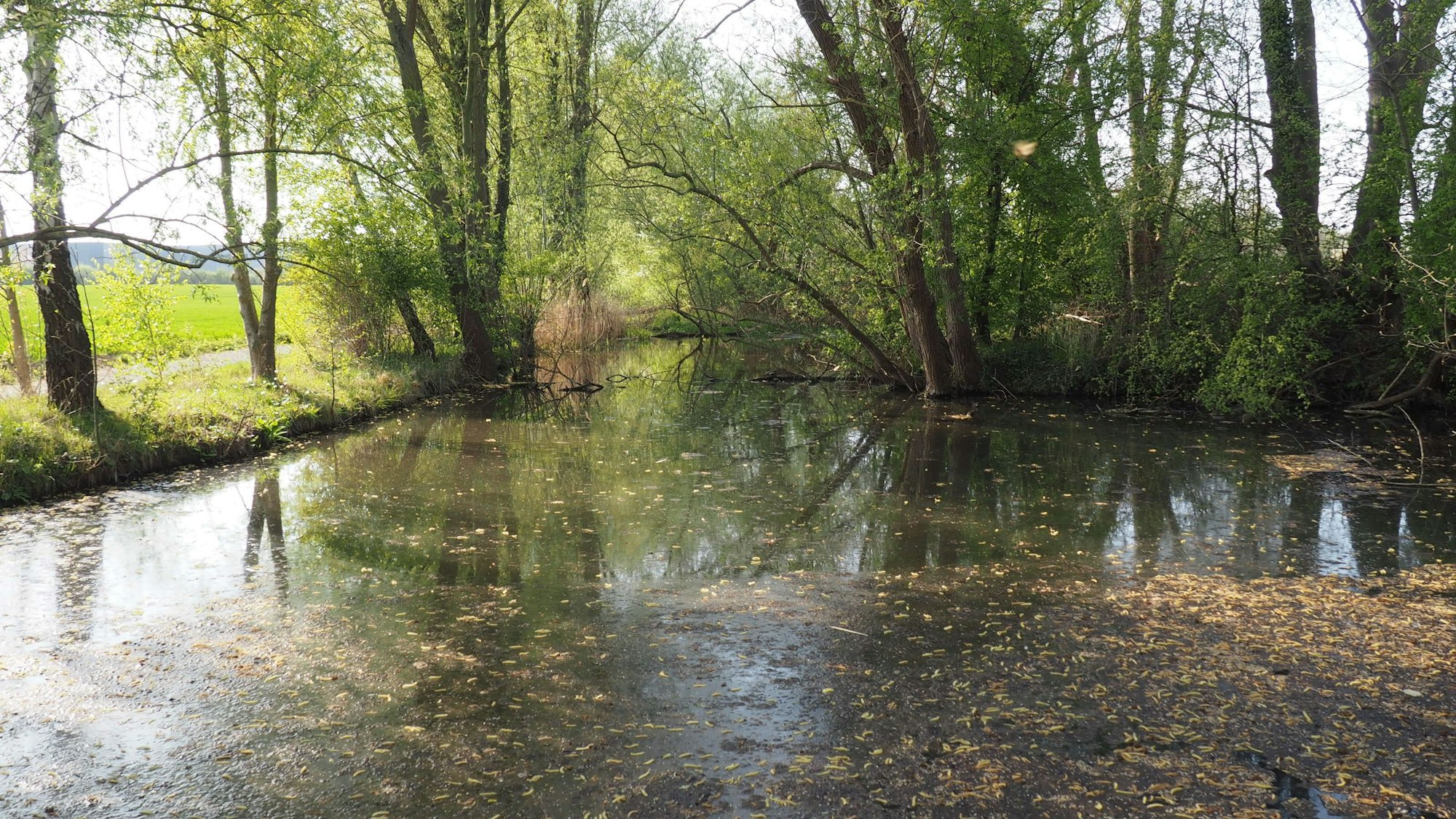 Ein Gewässer, im Hintergrund und am Ufer links stehen Bäume.