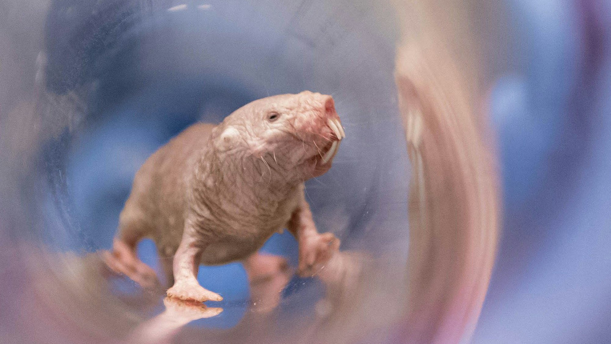 Das Bild zeigt ein Nacktmull-Weibchen.