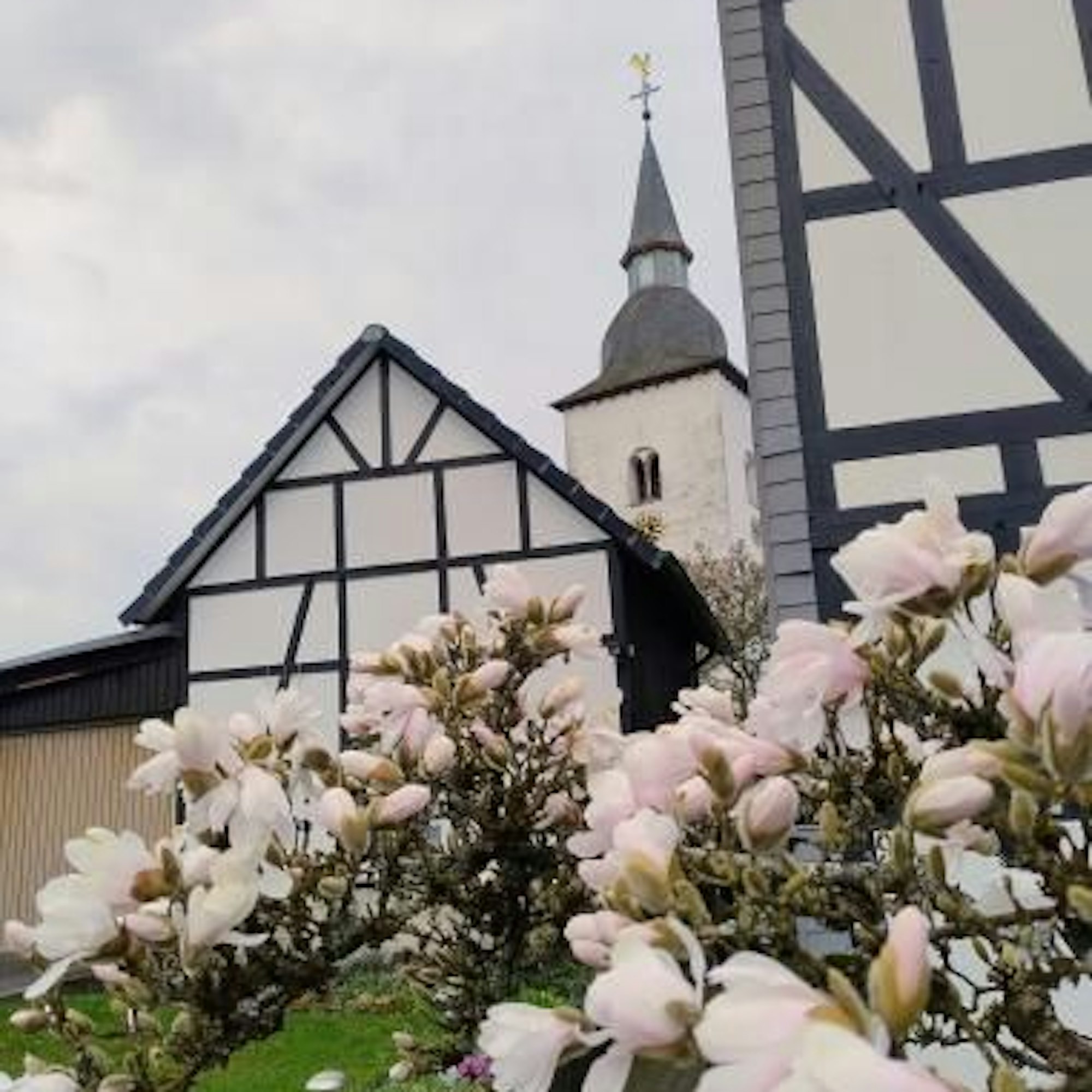 Ein Magnolienbaum blüht vor einem Fachwerkhaus. Im Hintergrund ist ein Kirchturm zu sehen.