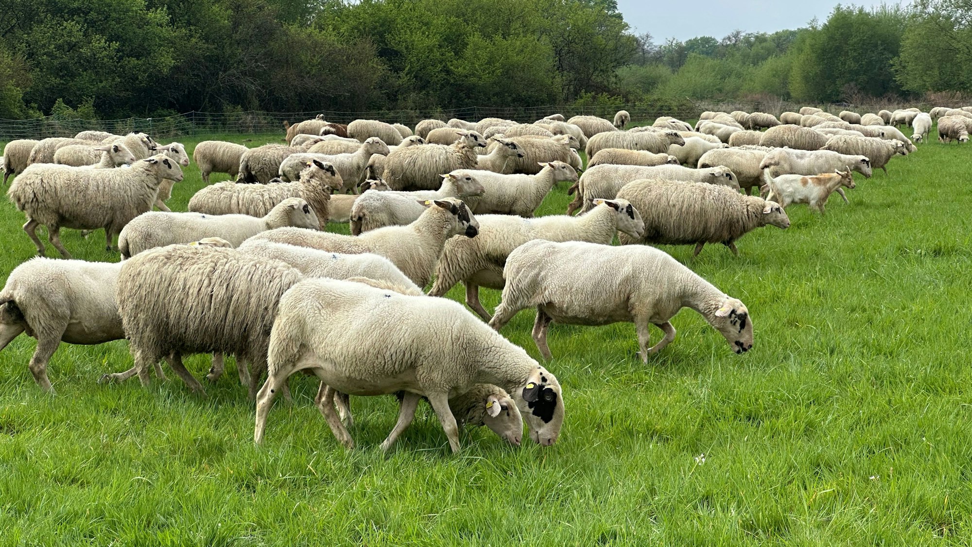 Die Tiere von Schäfer Thomas und Martina Schneider auf der Wiese an der Agger auf Lohmarer Seite.