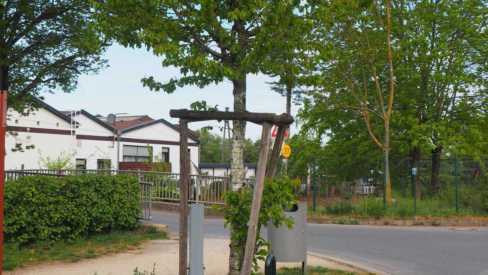 Ein Baum, im Hintergrund ist eine Brücke über den Kölner Randkanal zu sehen.