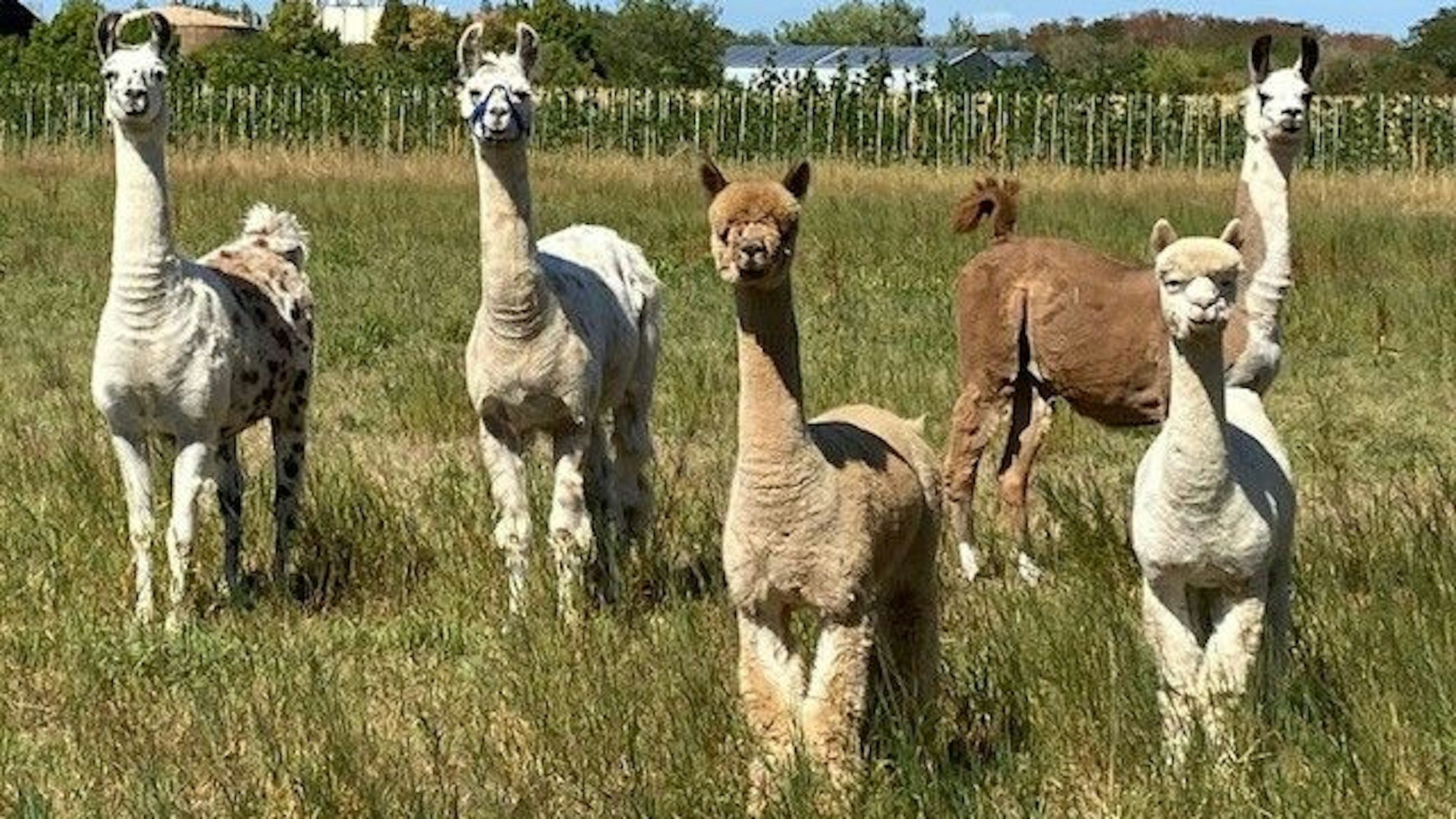 Alpakas und Lamas sind neugierige Tiere.