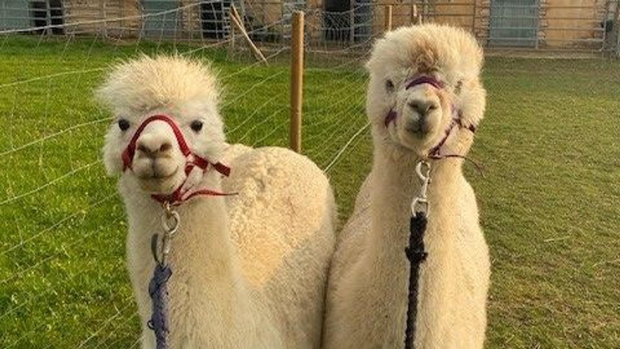 Zum Wandern zieht Tanja Hahnenberg, die Chefin von „Hahni's AlpaLamaLand“, den Alpakas und Lamas das Halfter an.