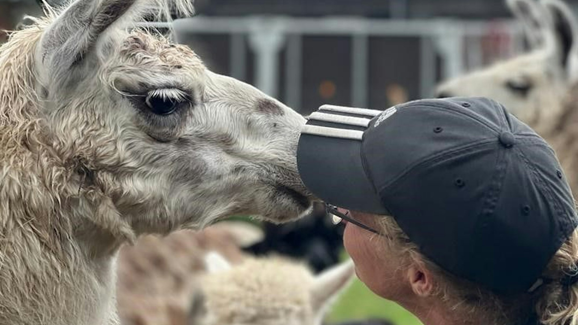 Tanja Hahnenberg auf der Weide: Lamas schnuppern gerne direkt im Gesicht.