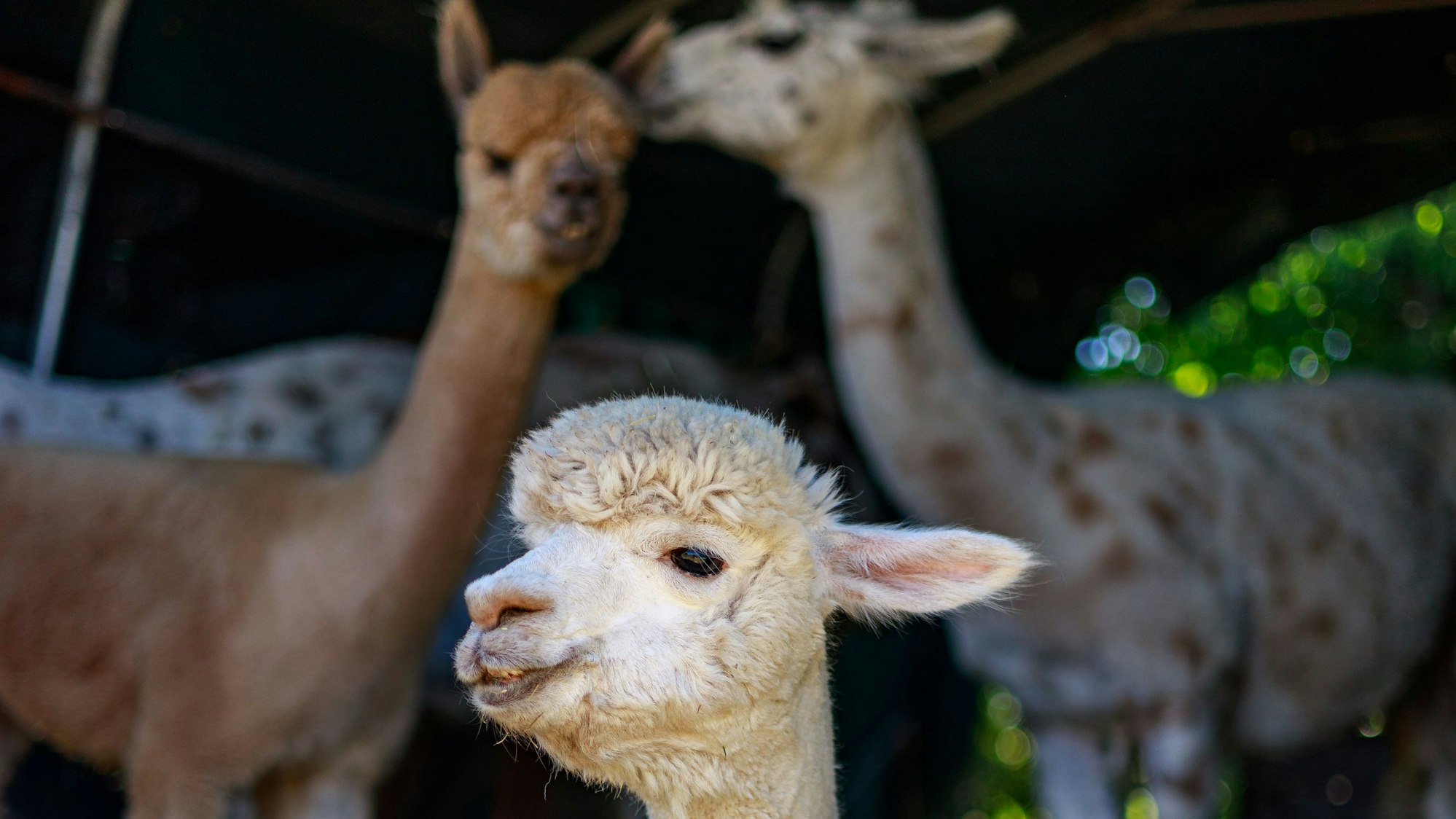 Der Name „Hahni`s AlpaLamaLand“ vereint Tanja Hahnenbergs Spitznamen „Hahni“ sowie Alpaka und Lama.