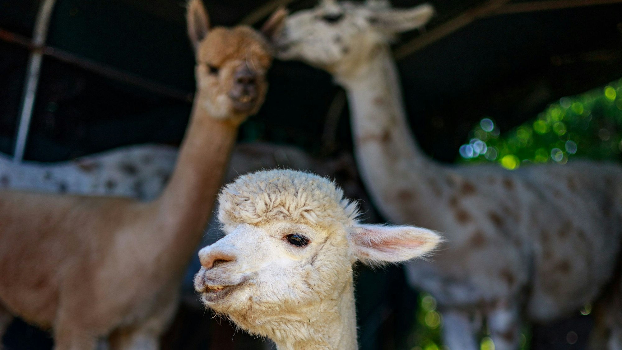 Der Name „Hahni`s AlpaLamaLand“ vereint Tanja Hahnenbergs Spitznamen „Hahni“ sowie Alpaka und Lama.
