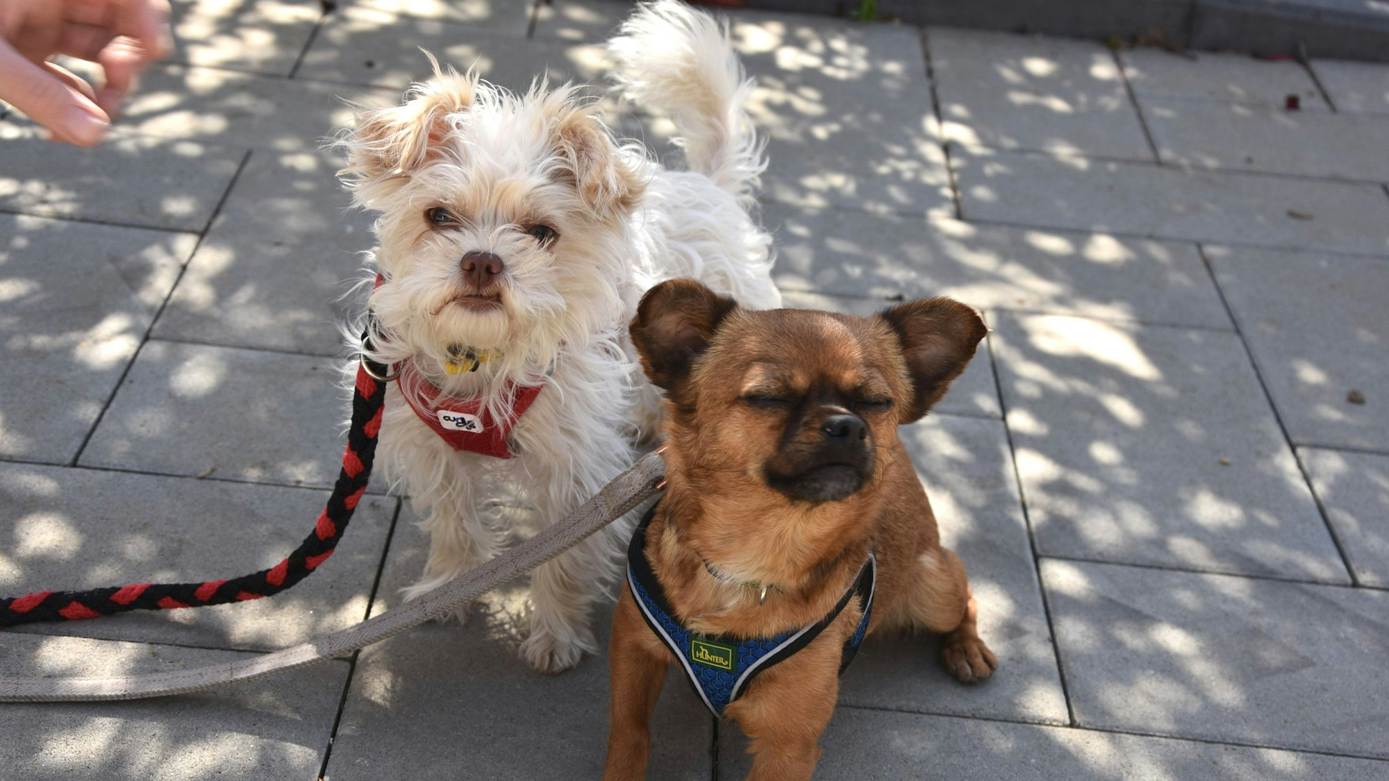 Das Foto zeigt zwei kleine Hunde.