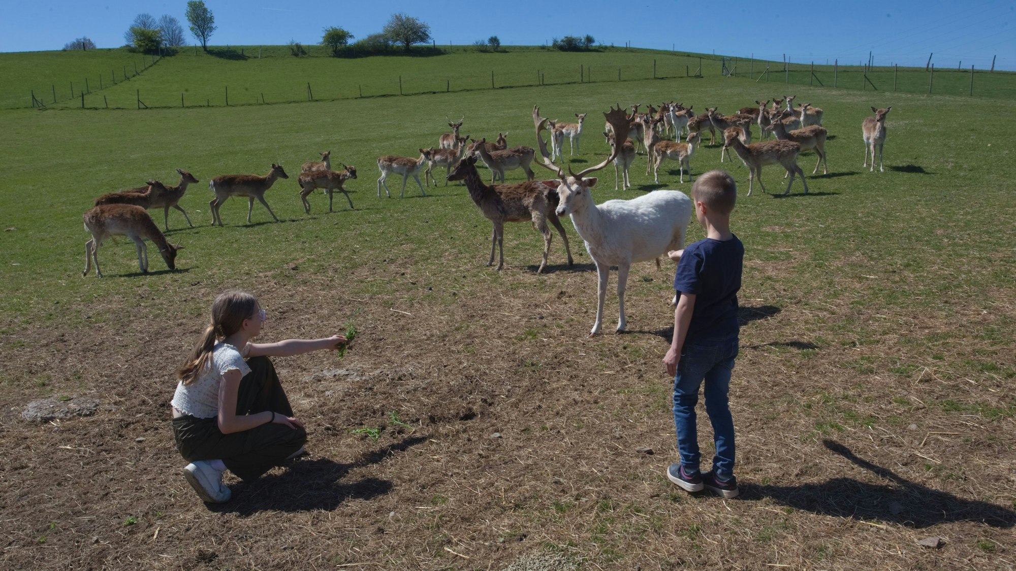 Zwei Kinder locken Dammwild mit Futter an.