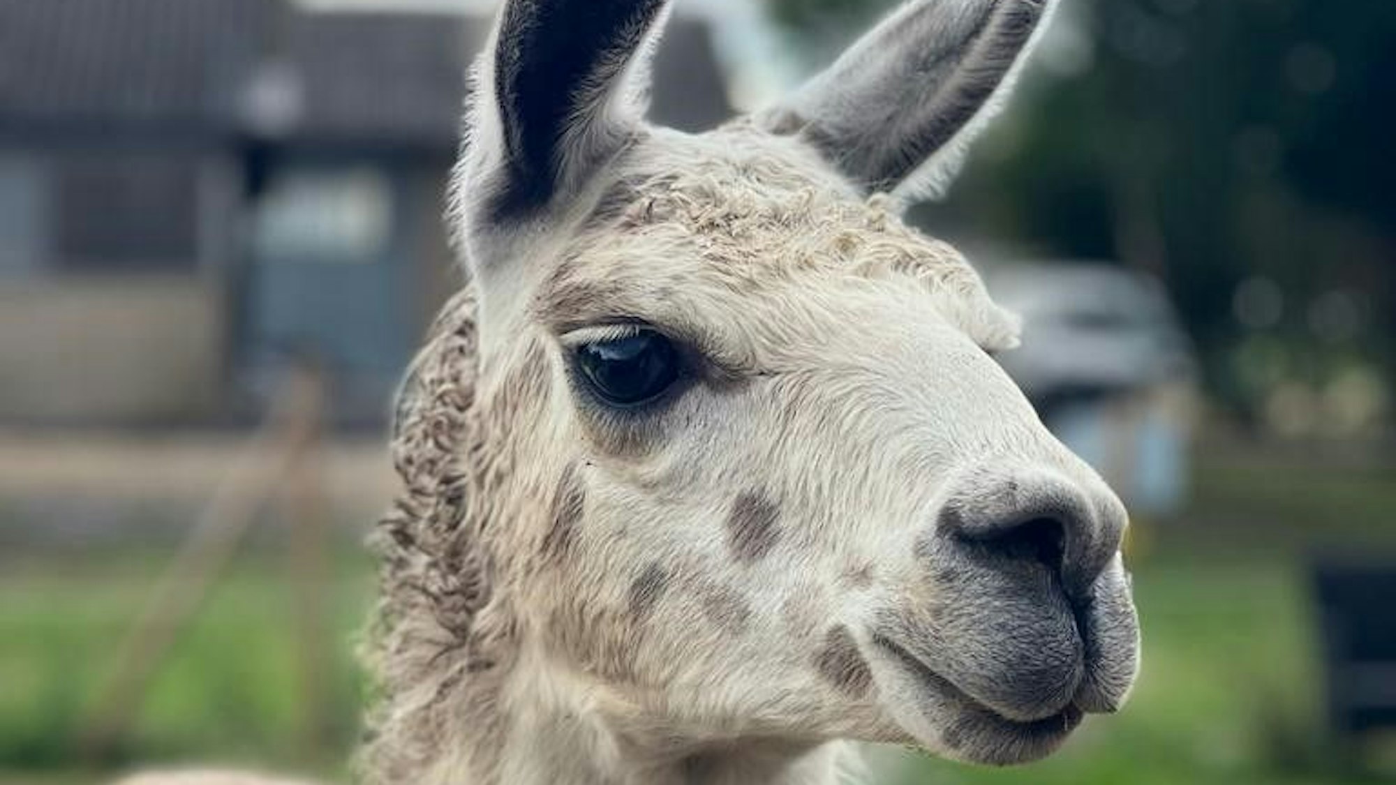 An den Tieren schätzt Tanja Hahnenberg besonders deren ruhige Art.