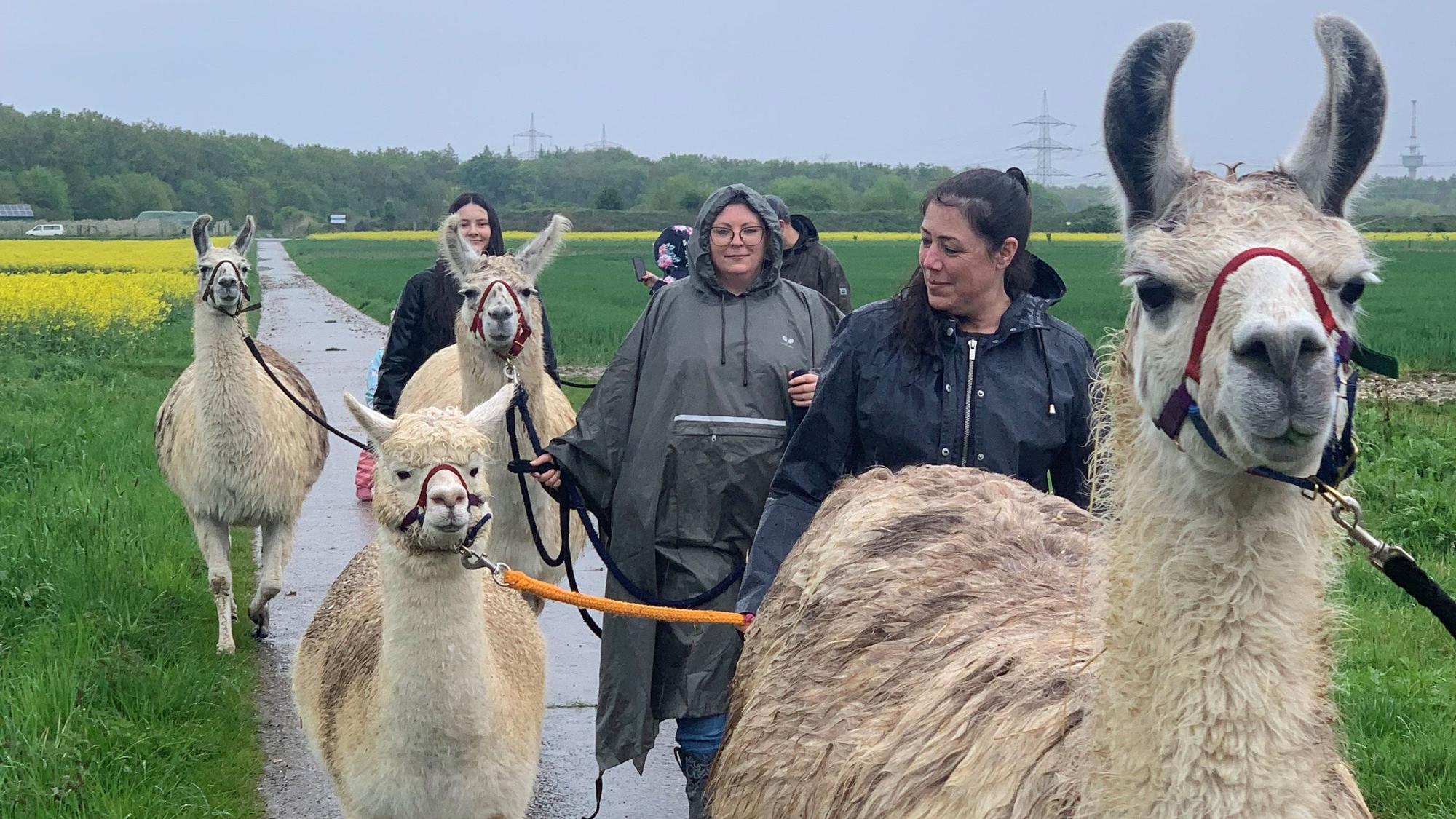 Lama- und Alpakawanderung im Regen mit Tanja Hahnenbergs Tieren von "Hahni's AlpaLamaLand".