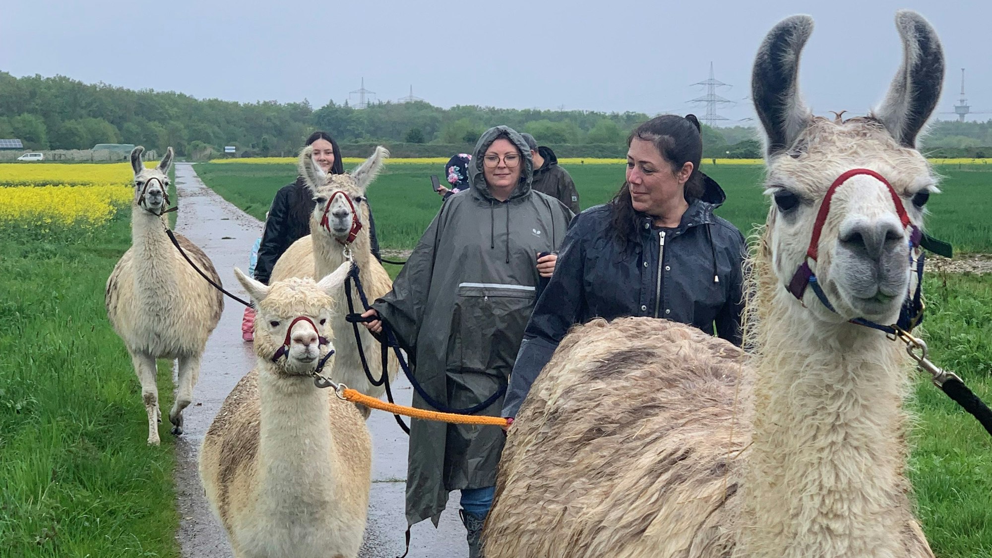 Lama- und Alpakawanderung im Regen mit Tanja Hahnenbergs Tieren von "Hahni's AlpaLamaLand".
