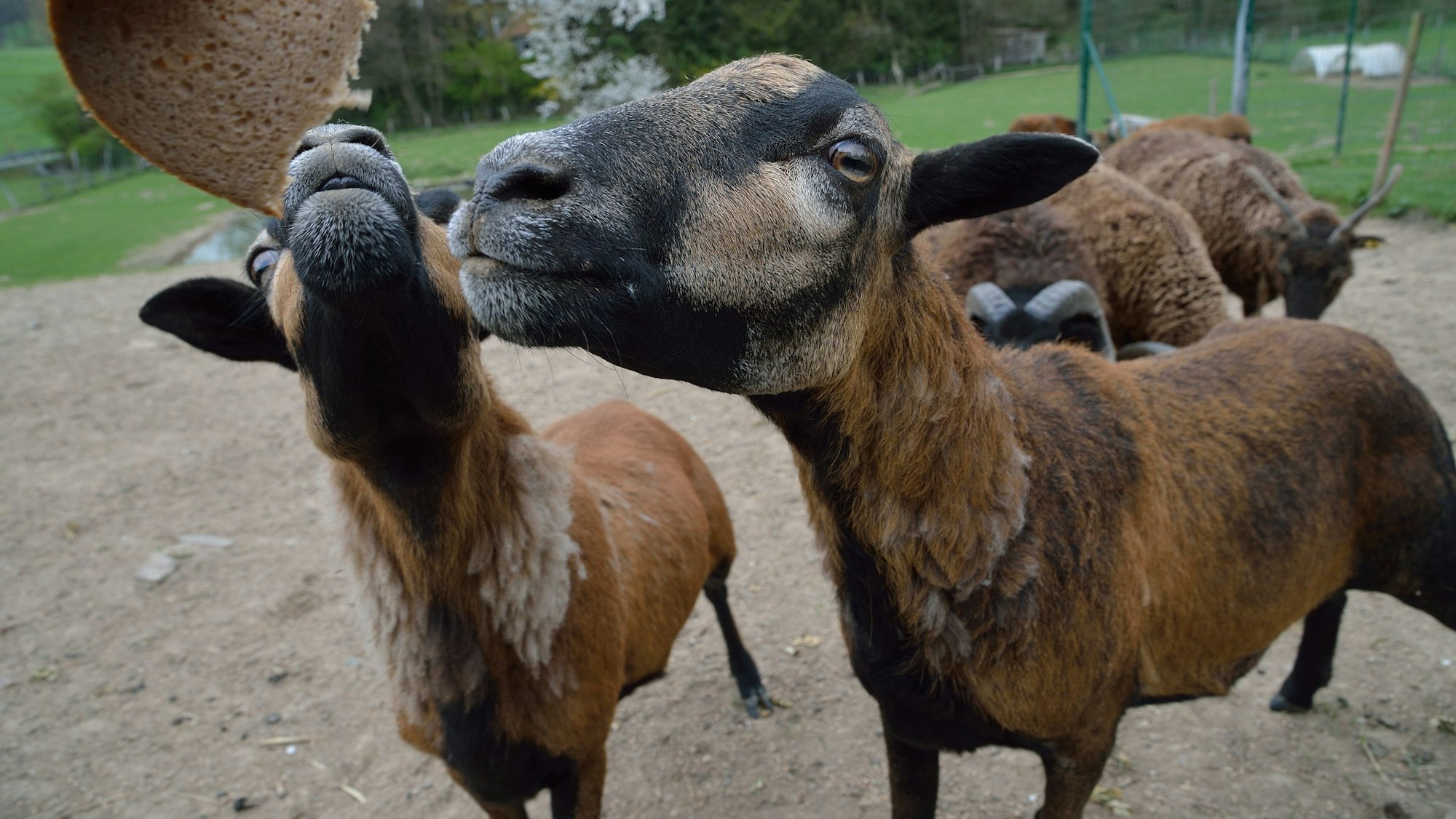 Das Bild zeigt Kamerun-Schafe.