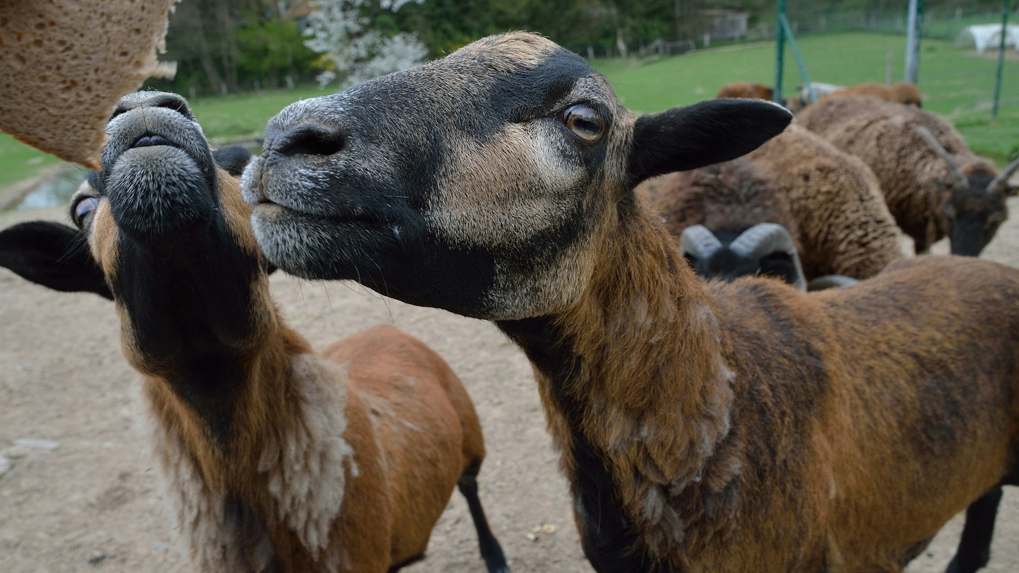 Das Bild zeigt mehrere Kamerunschafe.