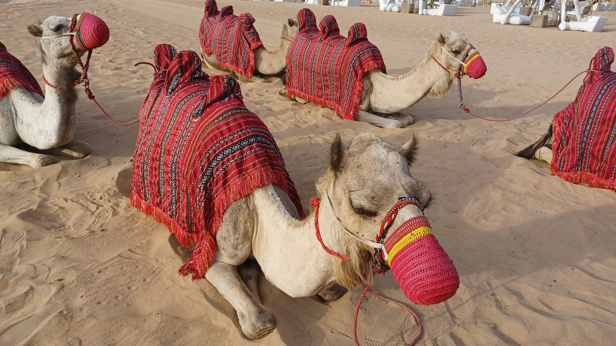 Reitkamele im Sonora Camp.