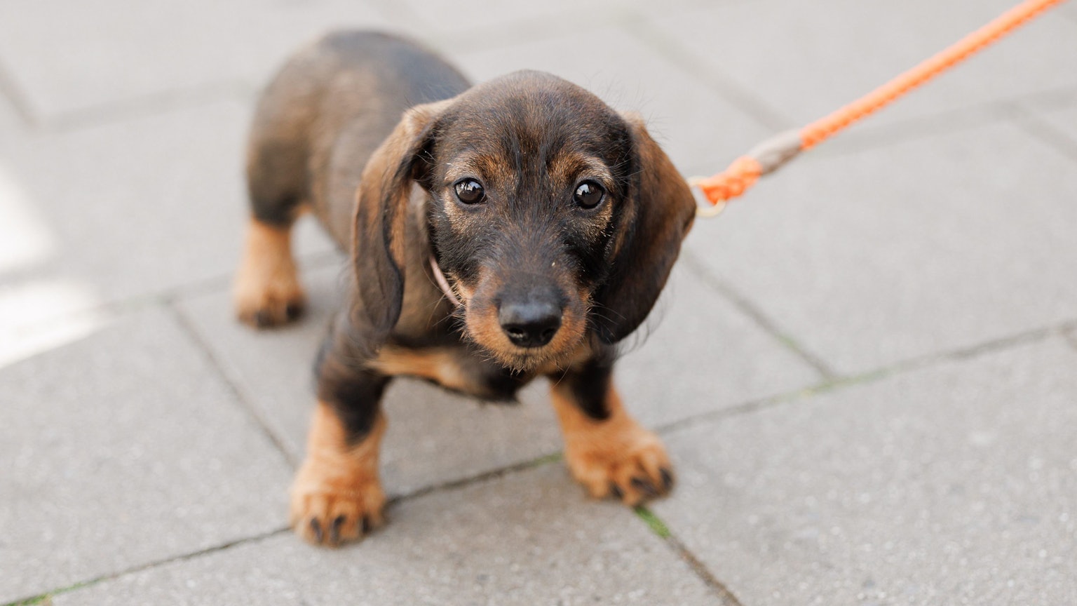 Die Hundesteuer in Köln steigt 2026 um 11,5 Prozent.