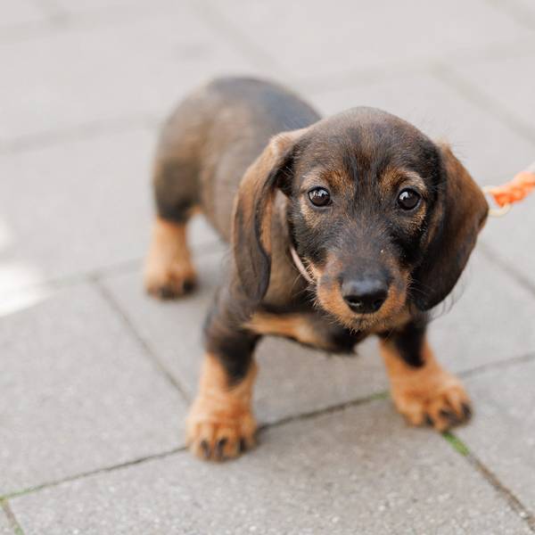 Die Hundesteuer in Köln steigt 2026 um 11,5 Prozent.
