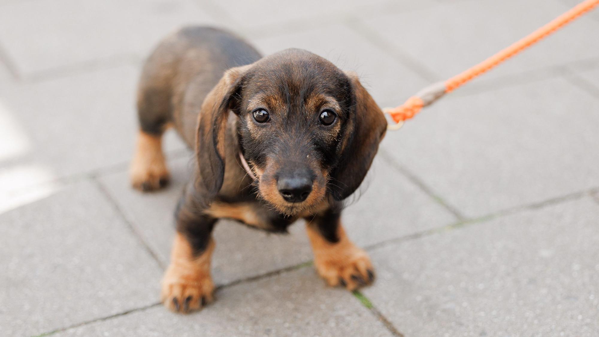 Die Hundesteuer in Köln steigt 2026 um 11,5 Prozent.