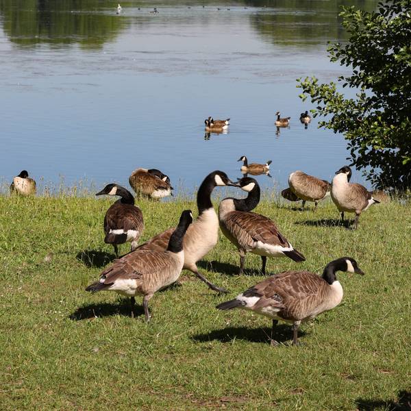 Kanadagänse sind auf einer Wiese an einem See zu sehen.