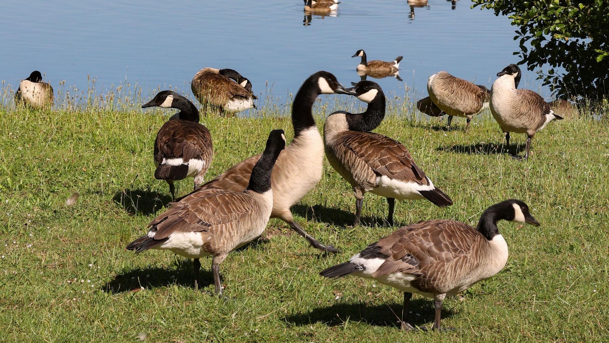 Kanadagänse sind auf einer Wiese an einem See zu sehen.