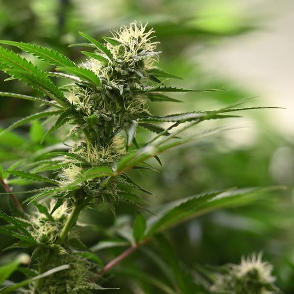 Die Blütenstände sind an Cannabis-Pflanzen zu sehen.