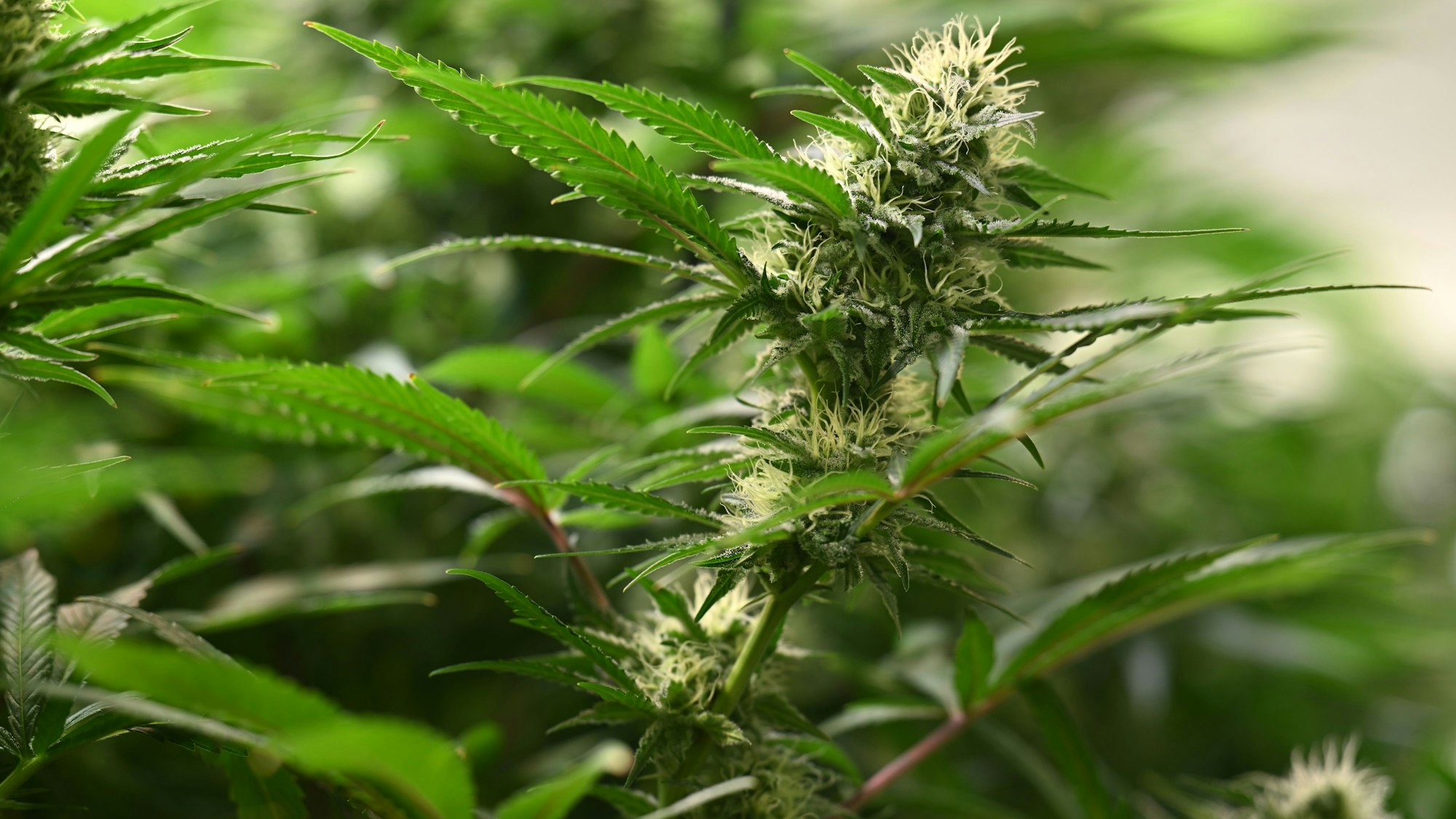 Die Blütenstände einer Cannabis-Pflanze.