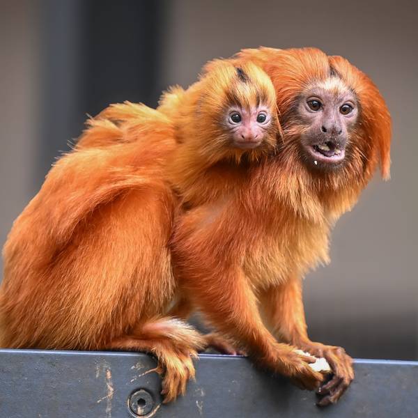 Ein kleines goldgelbes Affenbaby knabbert an einer Heuschrecke im Tropenhaus des Kölner Zoos.