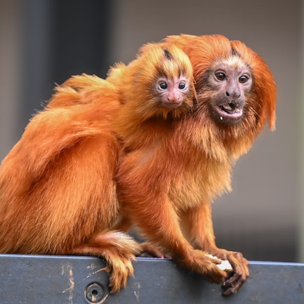 Ein kleines goldgelbes Affenbaby knabbert an einer Heuschrecke im Tropenhaus des Kölner Zoos.