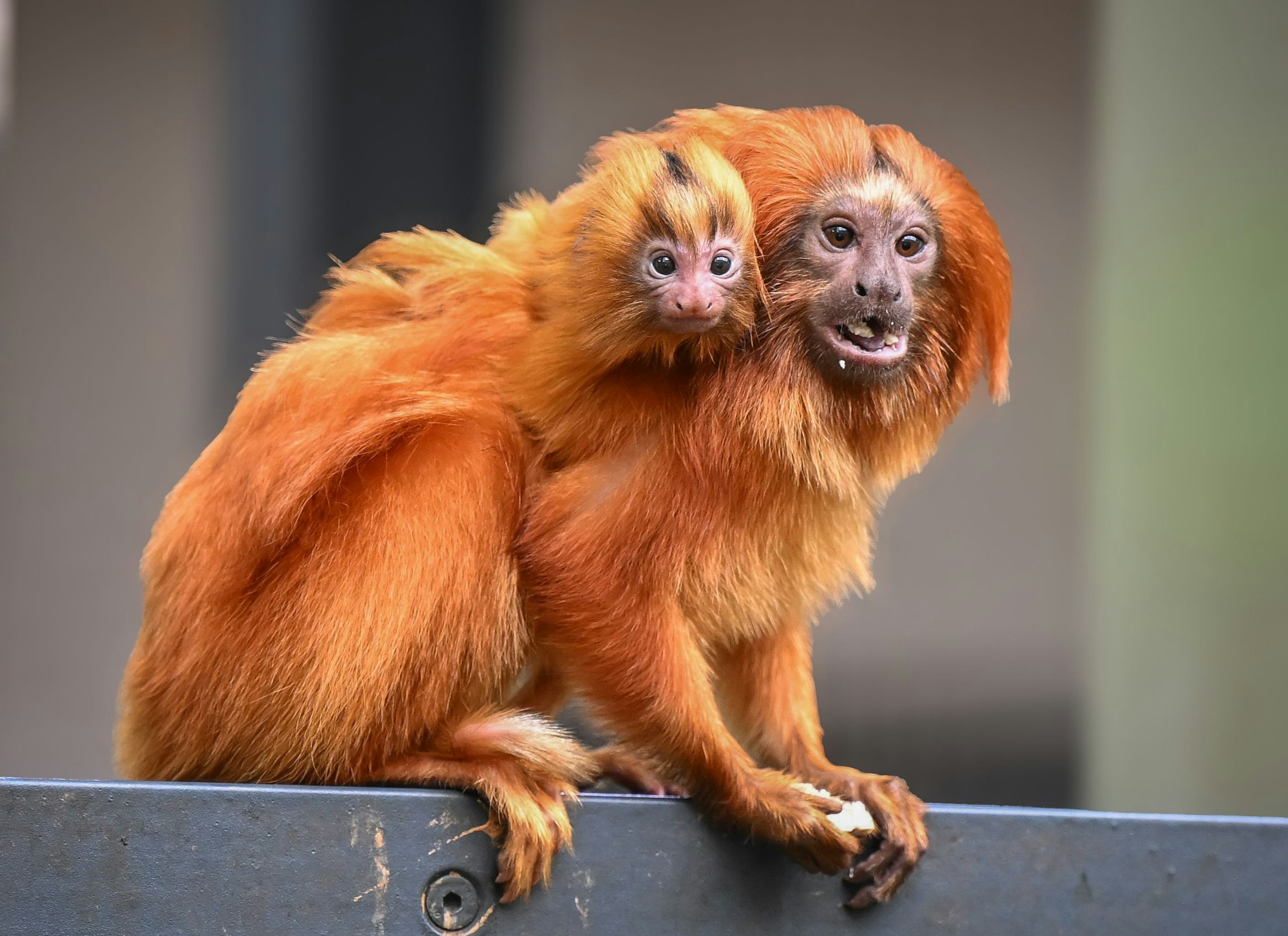 Ein kleines goldgelbes Affenbaby knabbert an einer Heuschrecke im Tropenhaus des Kölner Zoos.