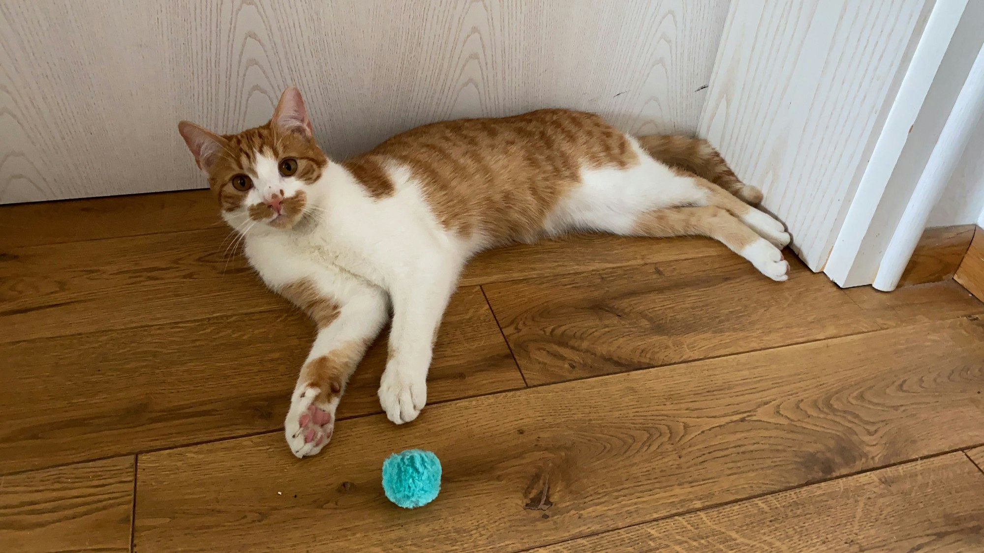 Kater Hannes liegt auf dem Boden und blickt in die Kamera.