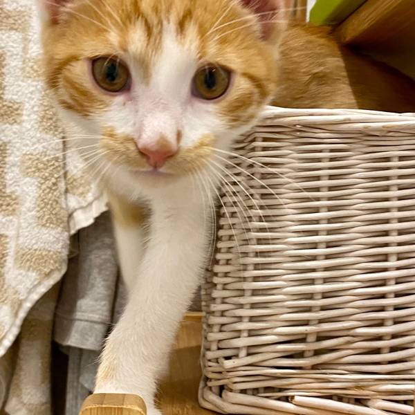 Kater Hannes blickt als Jungkatze in die Kamera.
