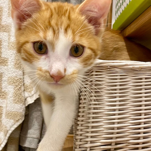 Kater Hannes blickt als Jungkatze in die Kamera.