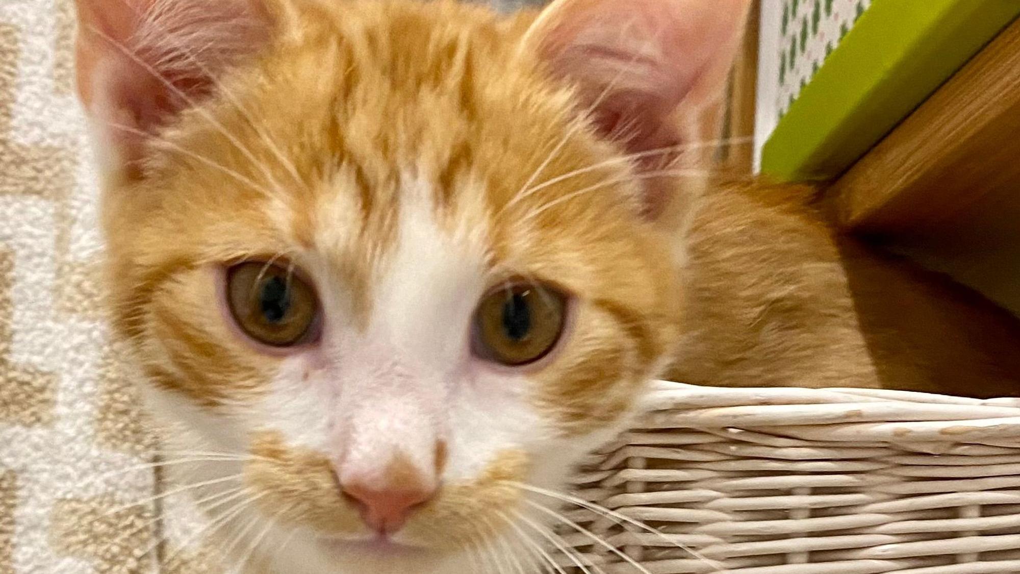 Kater Hannes blickt als Jungkatze in die Kamera.