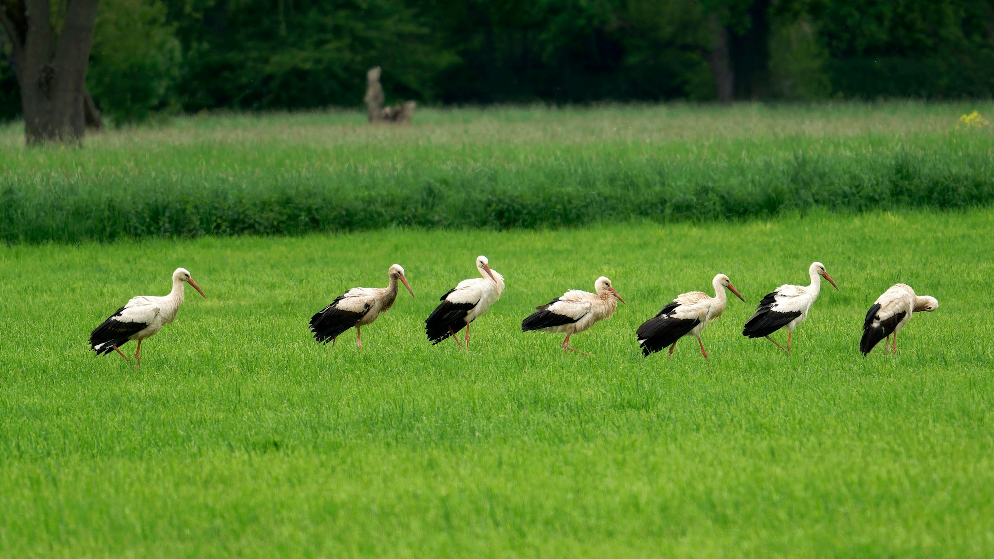 In aller Ruhe suchen die Störche am Siegufer nach Nahrung.