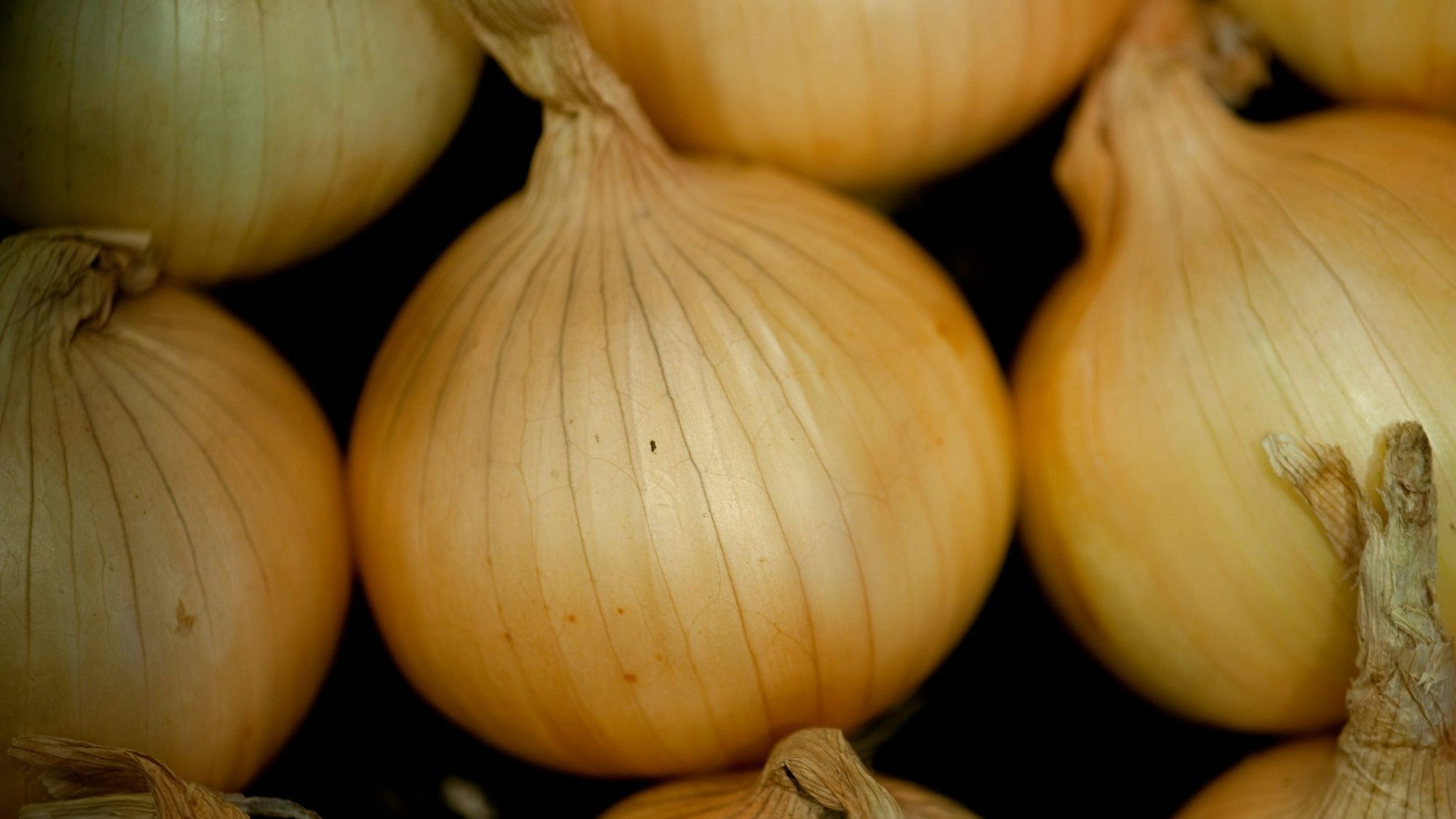So makellos bleibt die Hülle nicht ewig: Auch Zwiebeln können keimen.